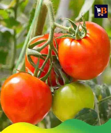 Red Tomato ± 40 Gm